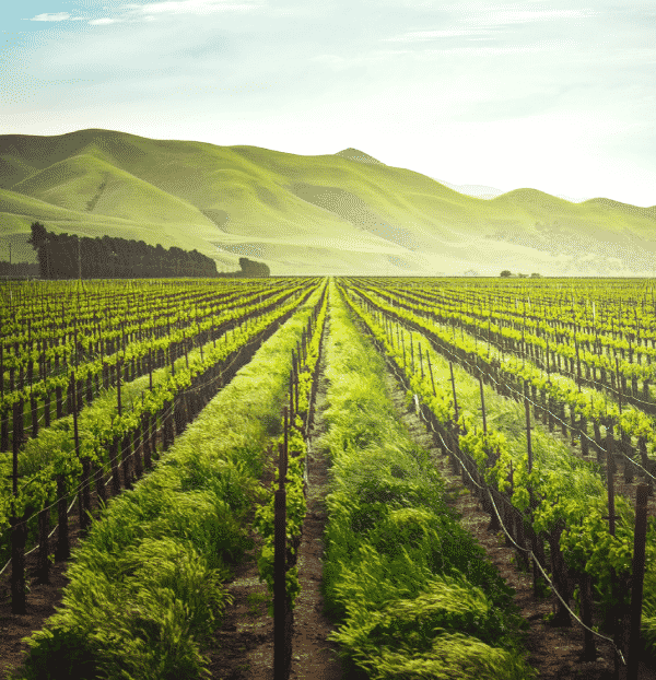 Vineyard with rolling hills