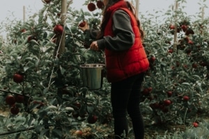 Women-picking-apples