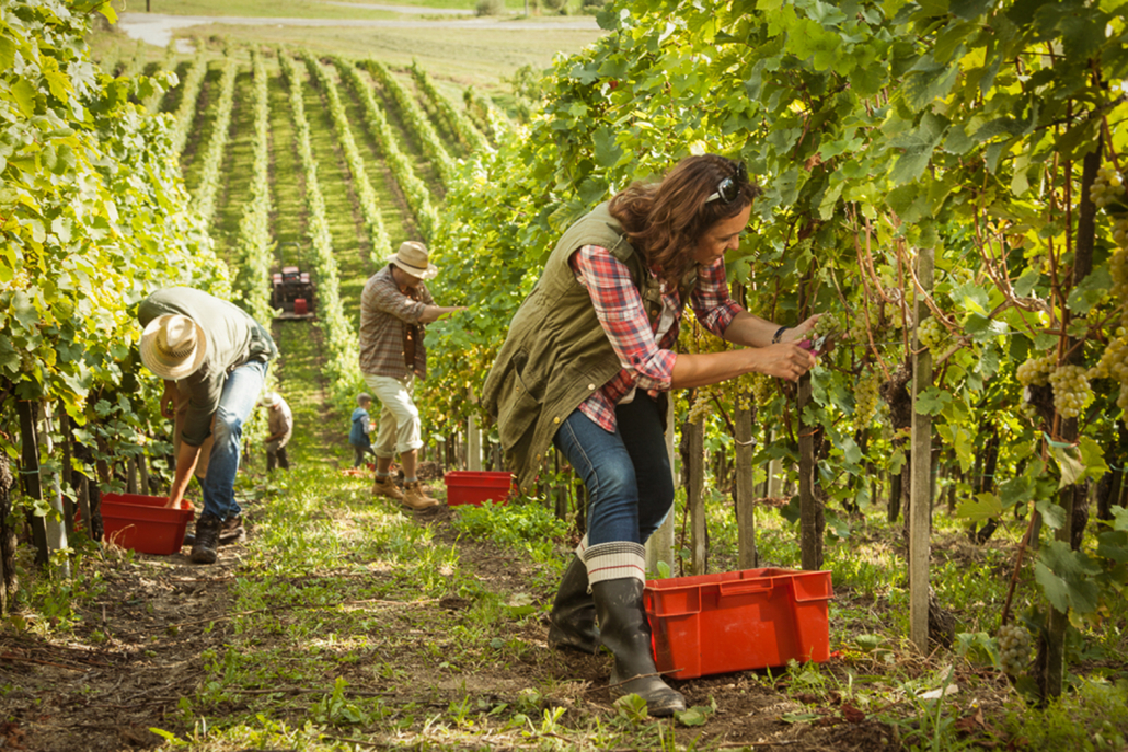 AgriSmart works closely with Vineyards