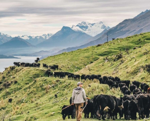 Farmer herding cattle in the South Island