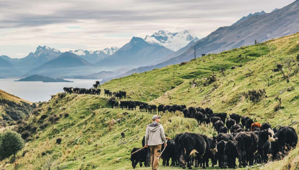 Farmer herding cattle in the South Island